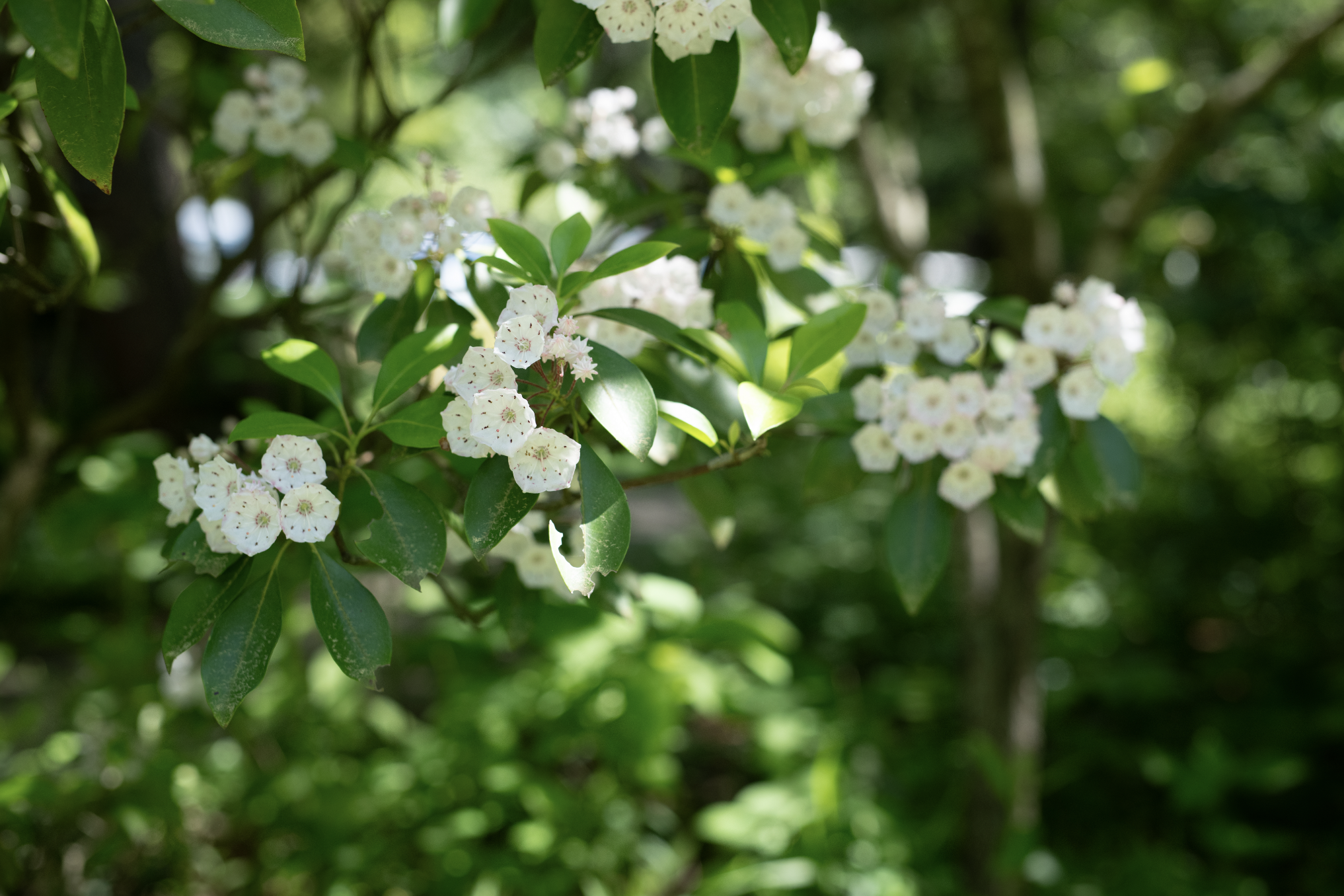 Native Plants — News & Updates — Reflection Riding | Chattanooga